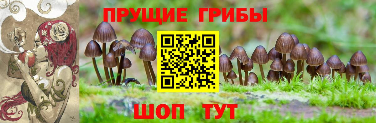 Галлюциногенные грибы Psilocybe Луховицы
